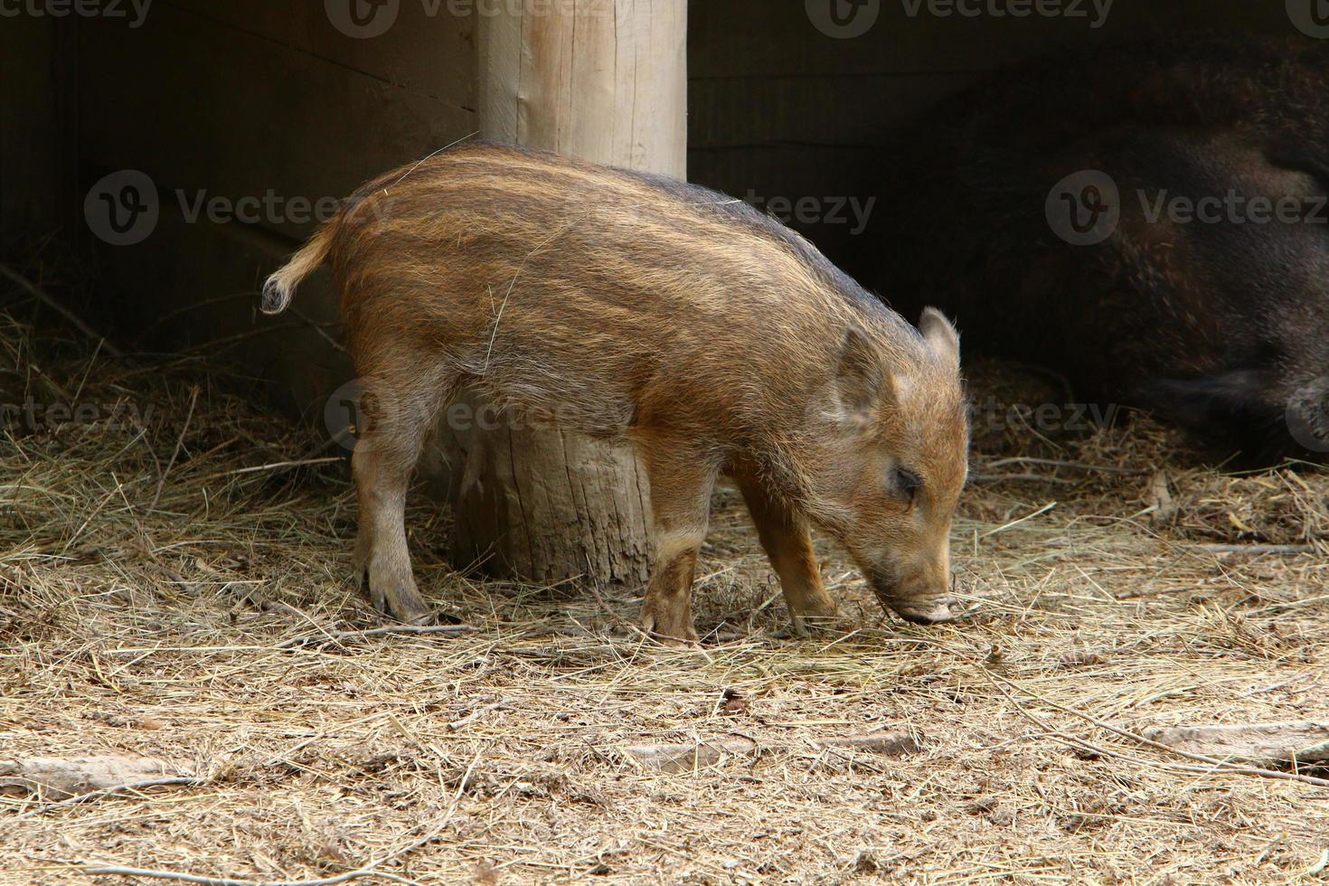 Fattened pig on a pig farm photo
