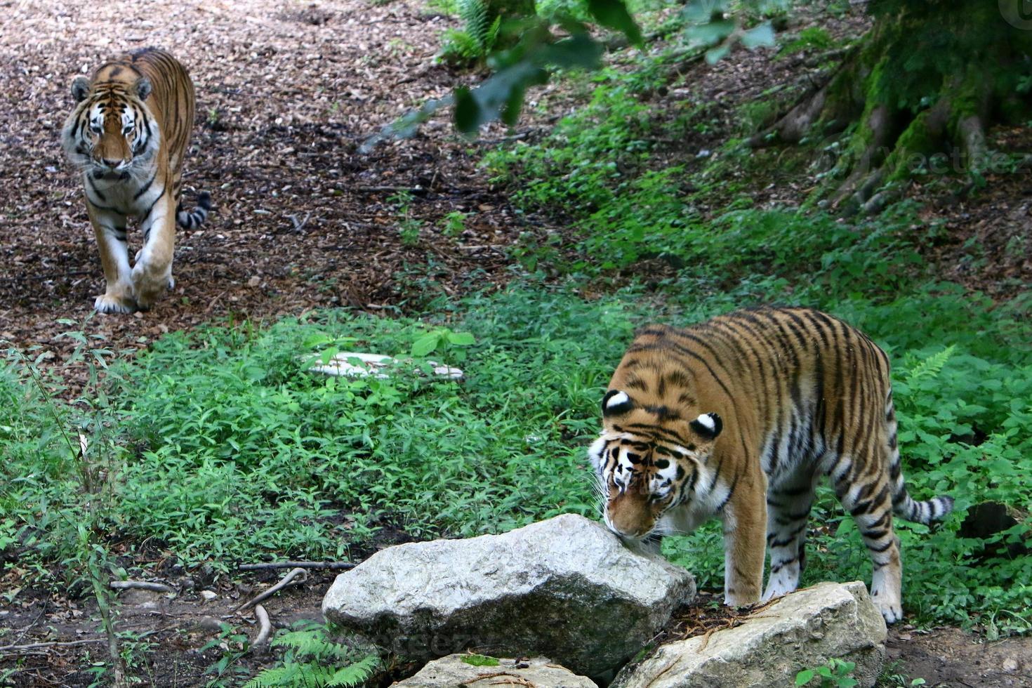 Big Amur tiger lives in the zoo photo
