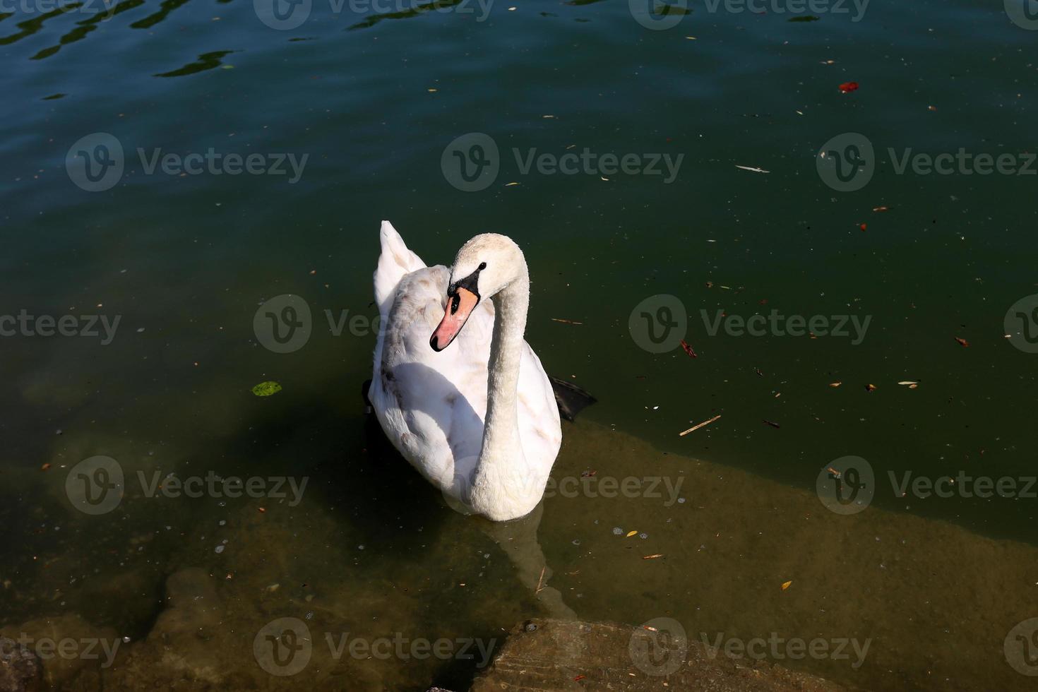 grandes cisnes blancos viven en un lago de agua dulce foto