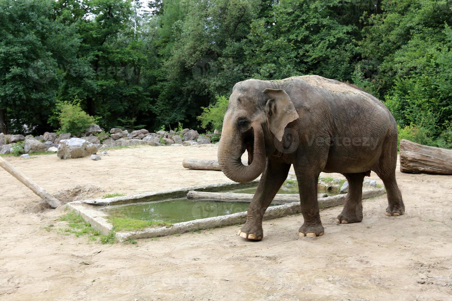 An elephant is a large mammal with a long trunk that lives in a zoo. photo