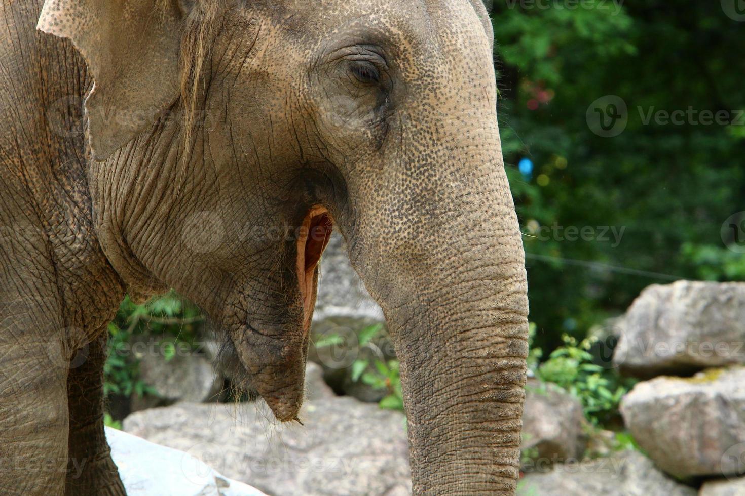 An elephant is a large mammal with a long trunk that lives in a zoo. photo