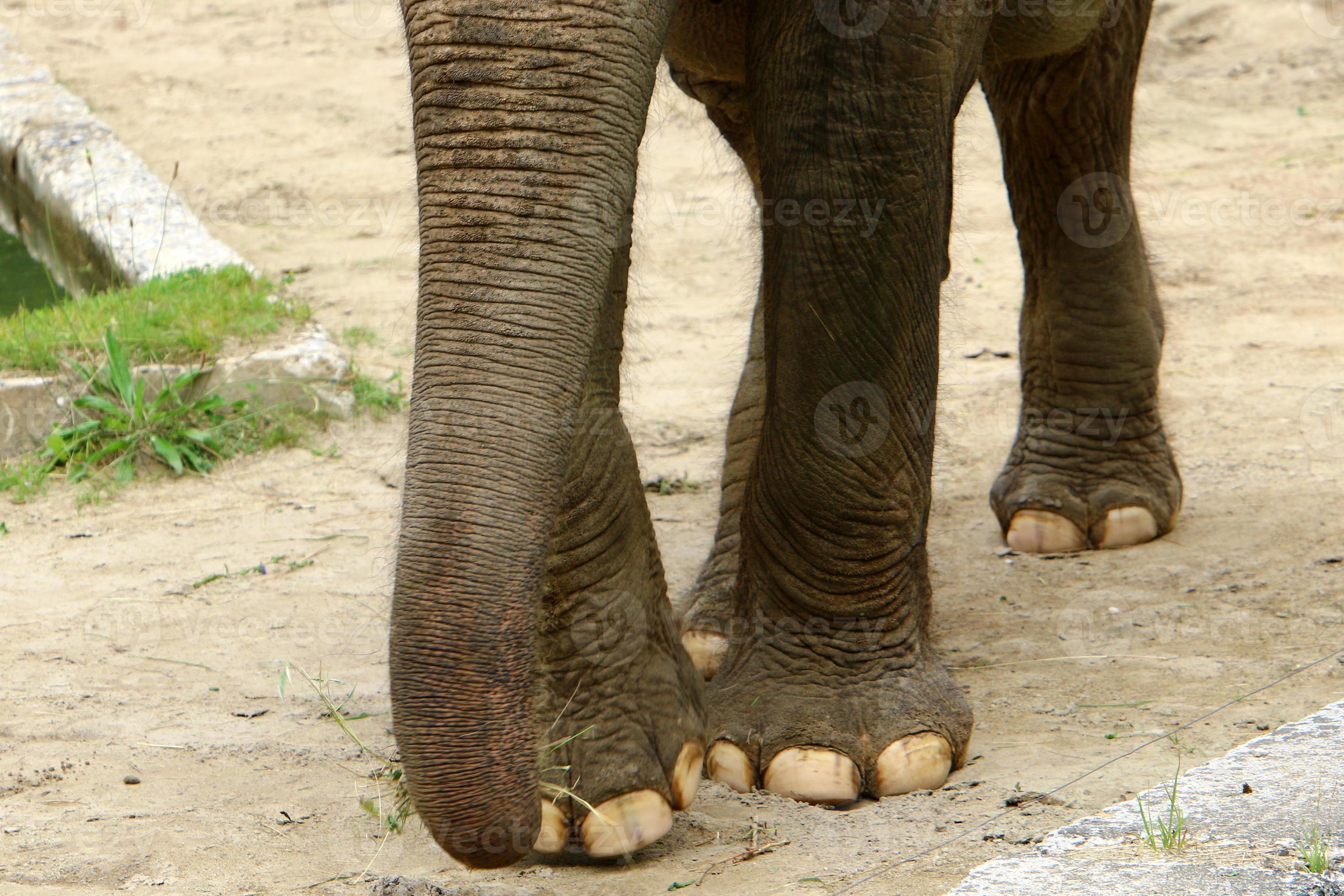 An elephant is a large mammal with a long trunk that lives in a zoo
