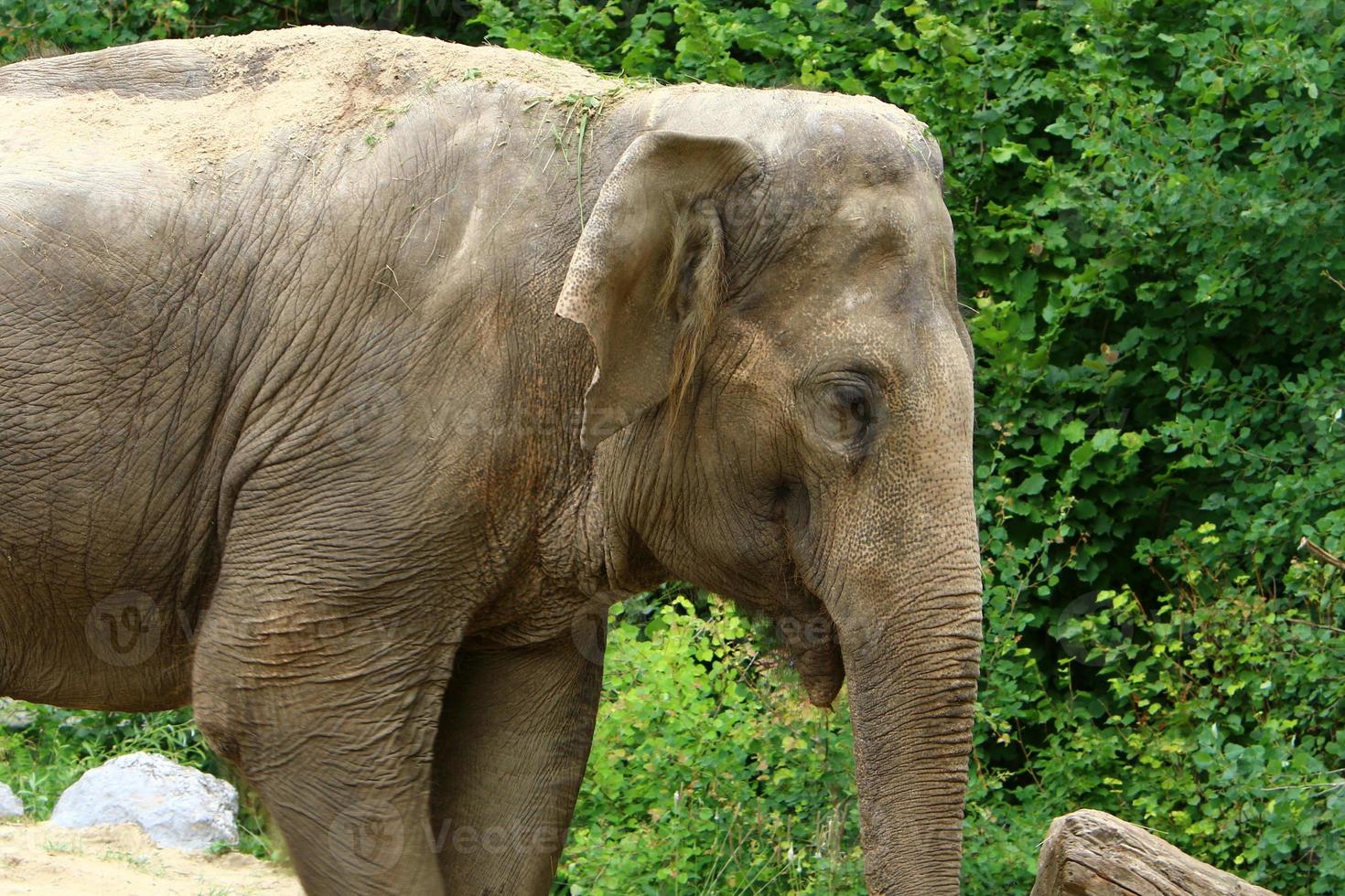 An elephant is a large mammal with a long trunk that lives in a zoo. photo