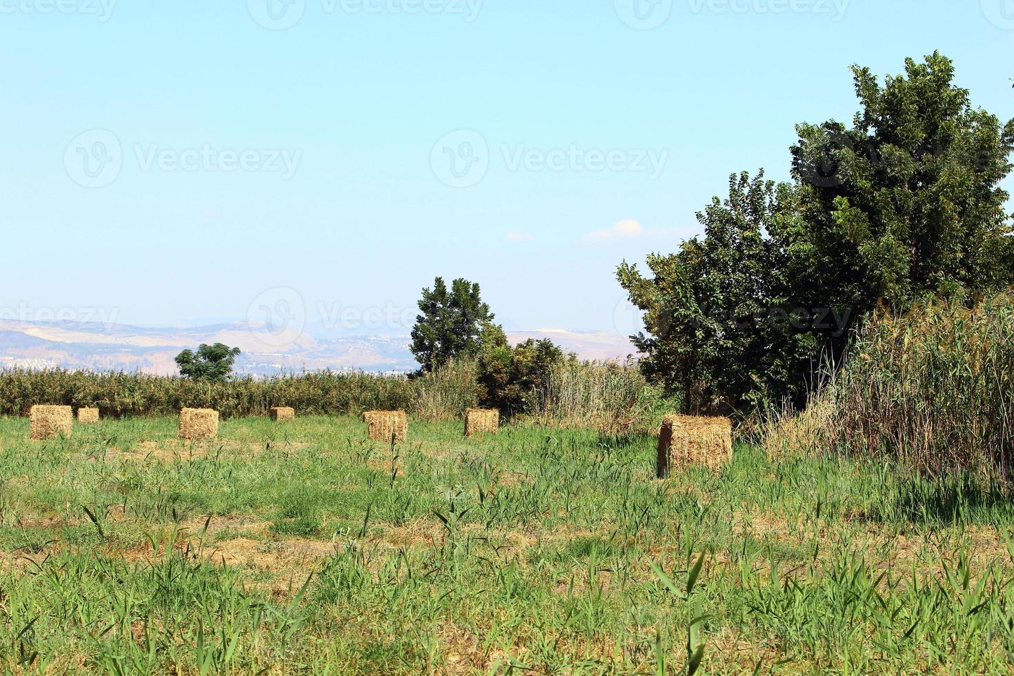Stacks of straw lie on the field after harvesting wheat or other cereals. photo