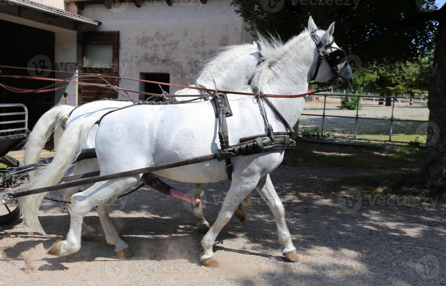 Lipizzan white horses are the pride and passion of Slovenia. photo