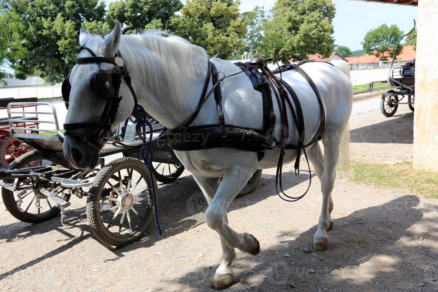 Lipizzan white horses are the pride and passion of Slovenia. photo