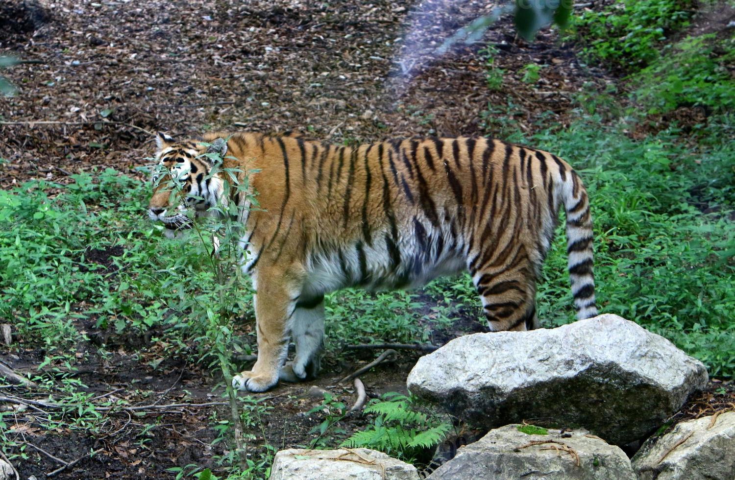 Big Amur tiger lives in the zoo photo