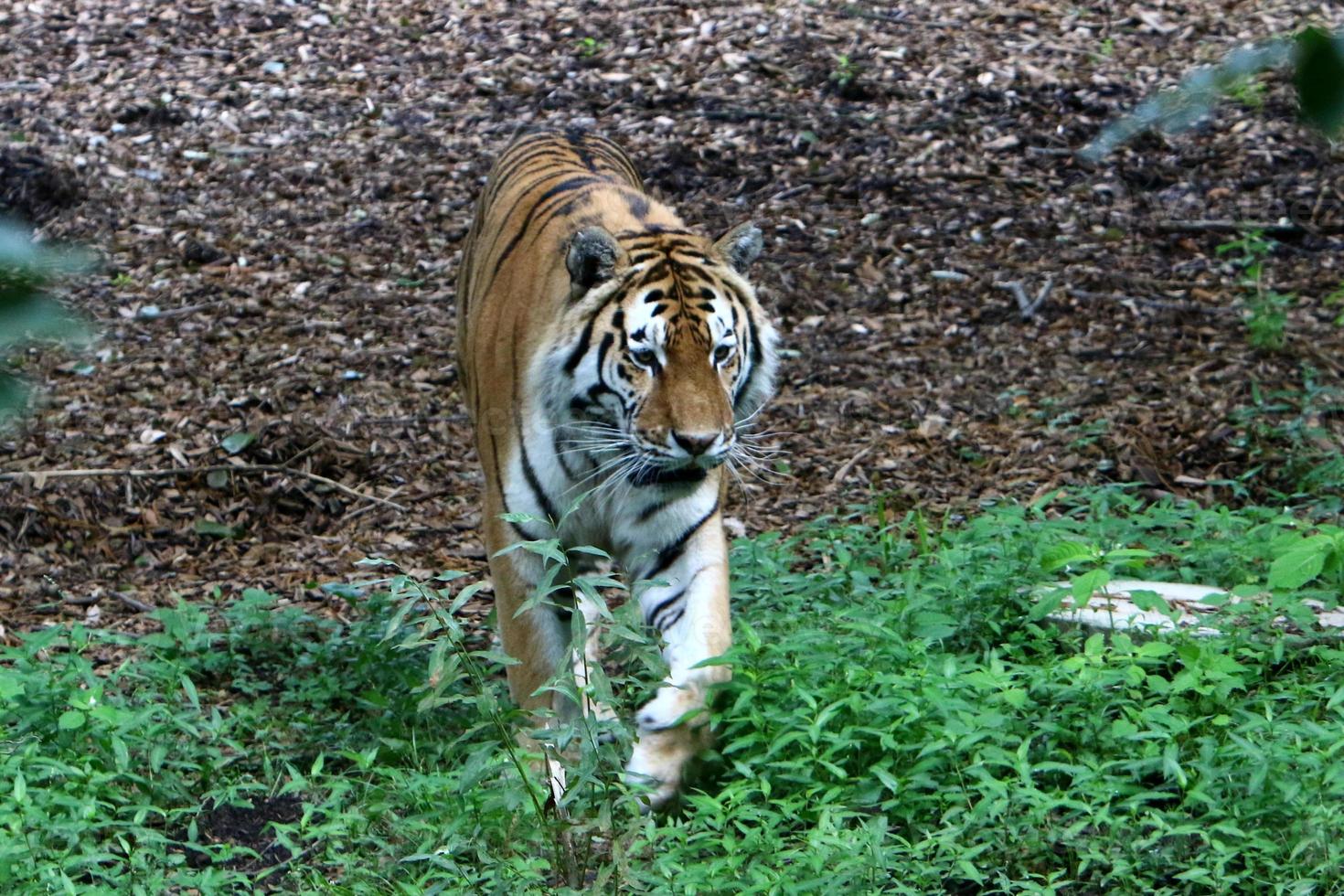 Big Amur tiger lives in the zoo photo