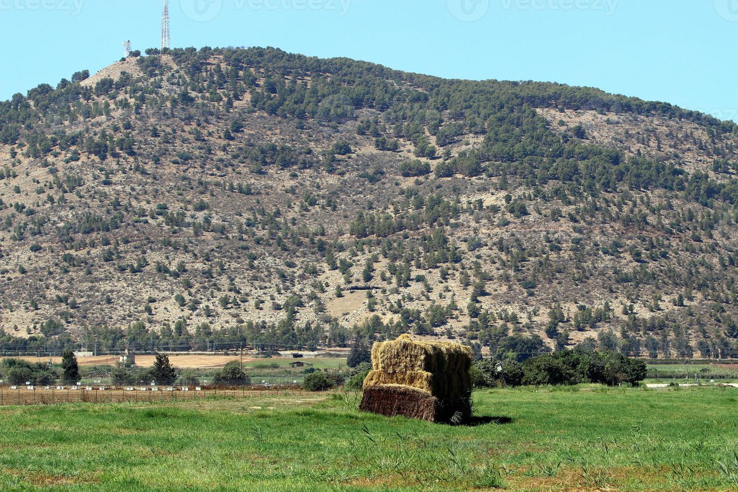 Stacks of straw lie on the field after harvesting wheat or other cereals. photo