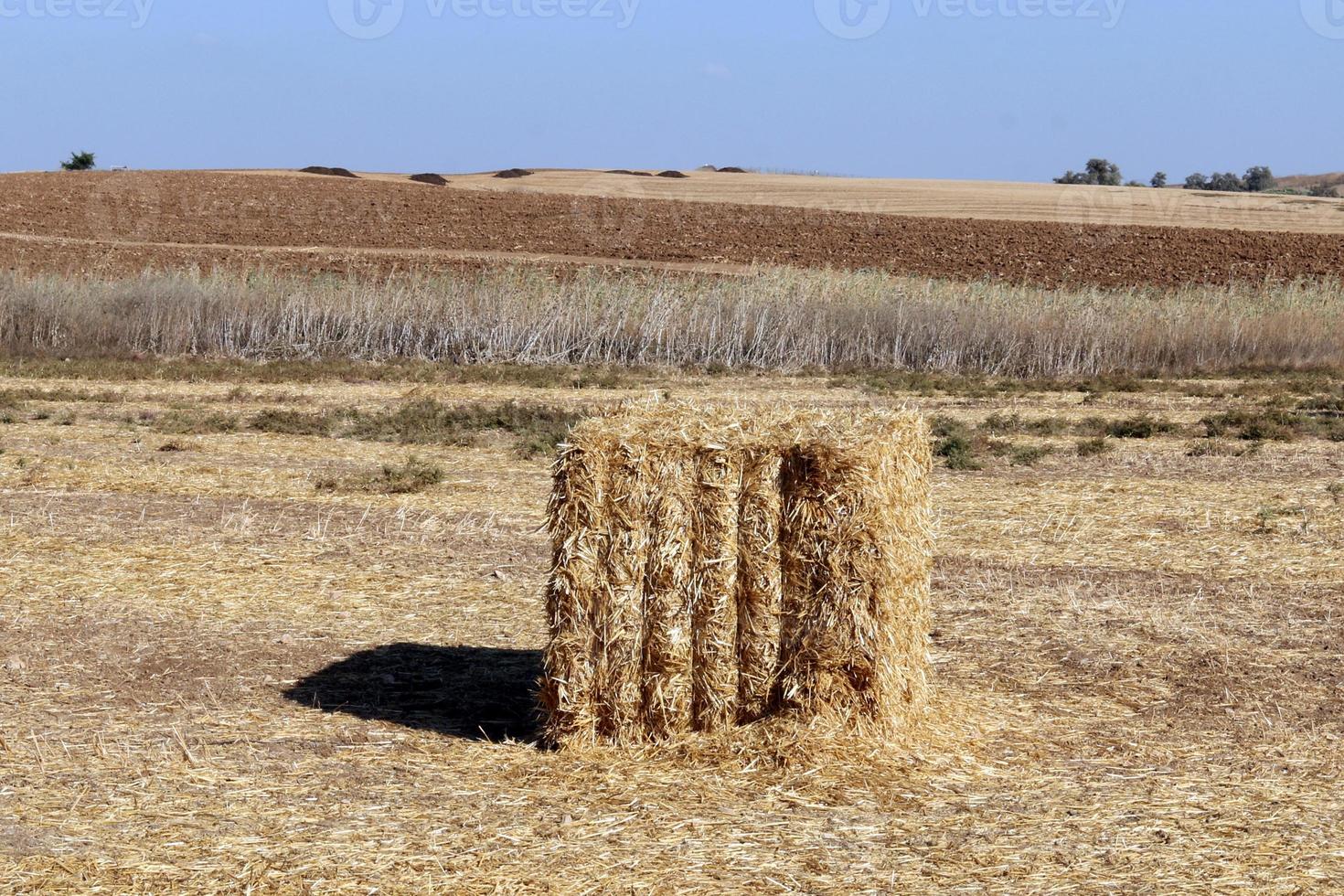 Stacks of straw lie on the field after harvesting wheat or other cereals. photo