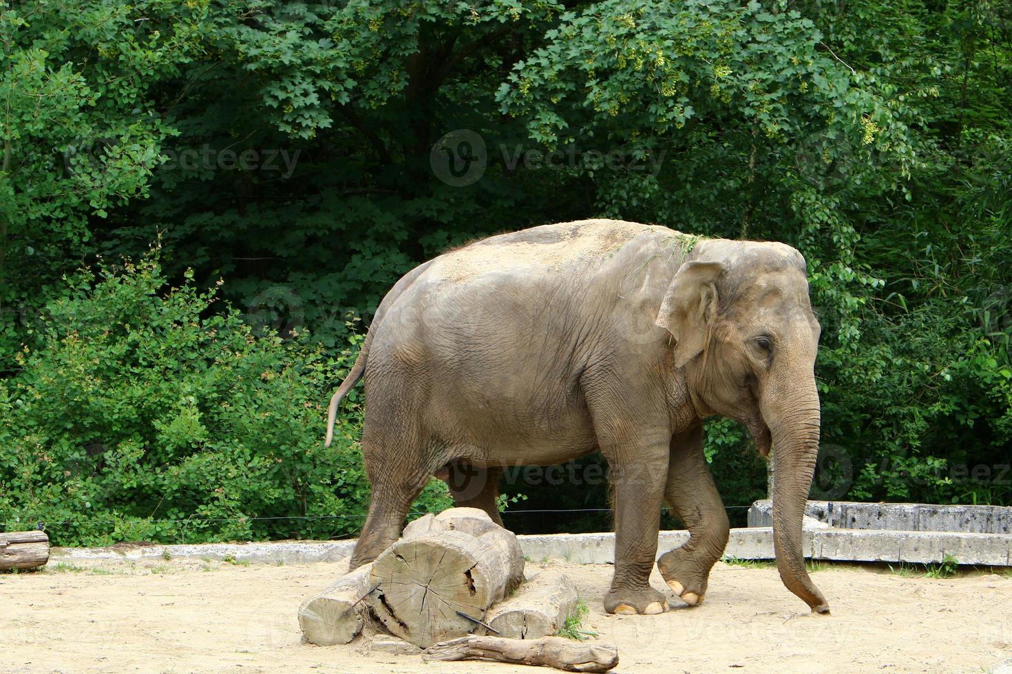 An elephant is a large mammal with a long trunk that lives in a zoo. photo