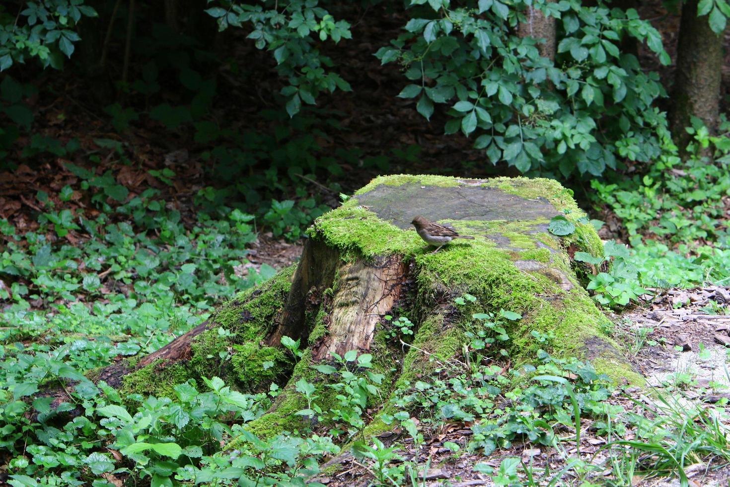 Old and rotten stump in the city park photo