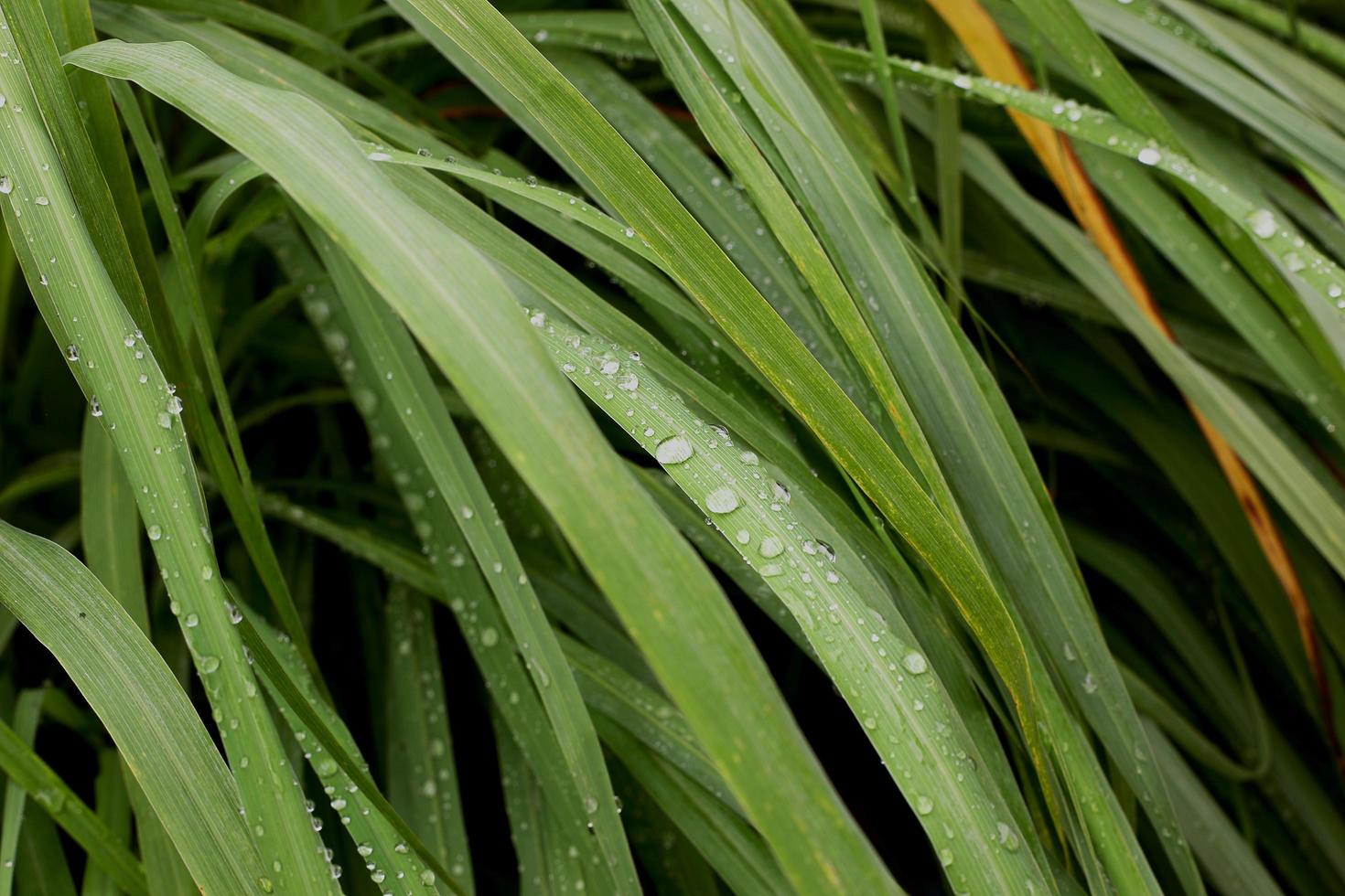 Lemongrass herb plant with dew in garden photo