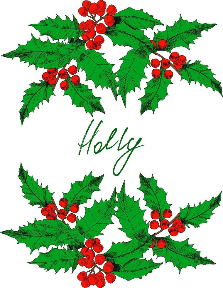Holiday's postcard template with hand-drawn, colored holly branches and writing space in the middle. Vector illustration.