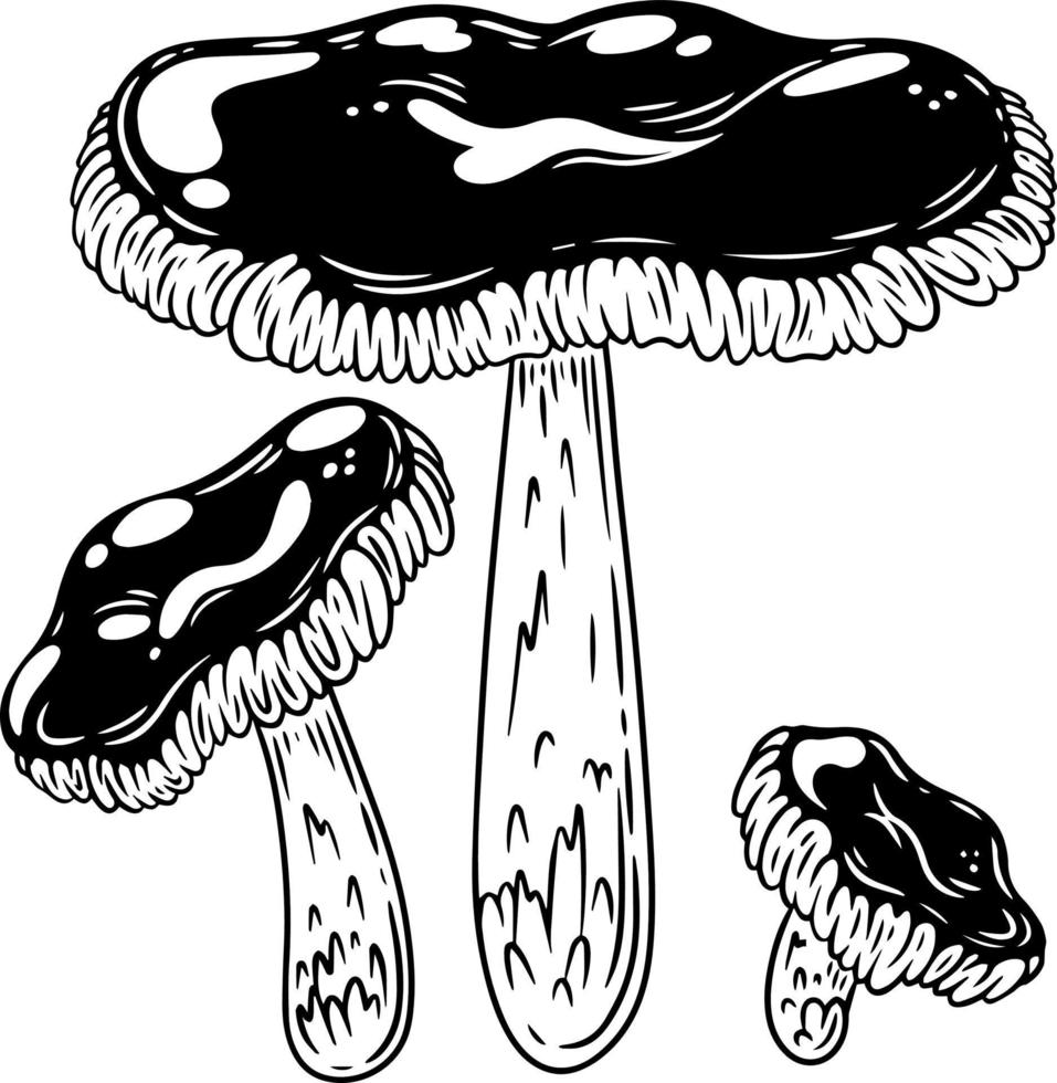 A set of black and white mushrooms. vector