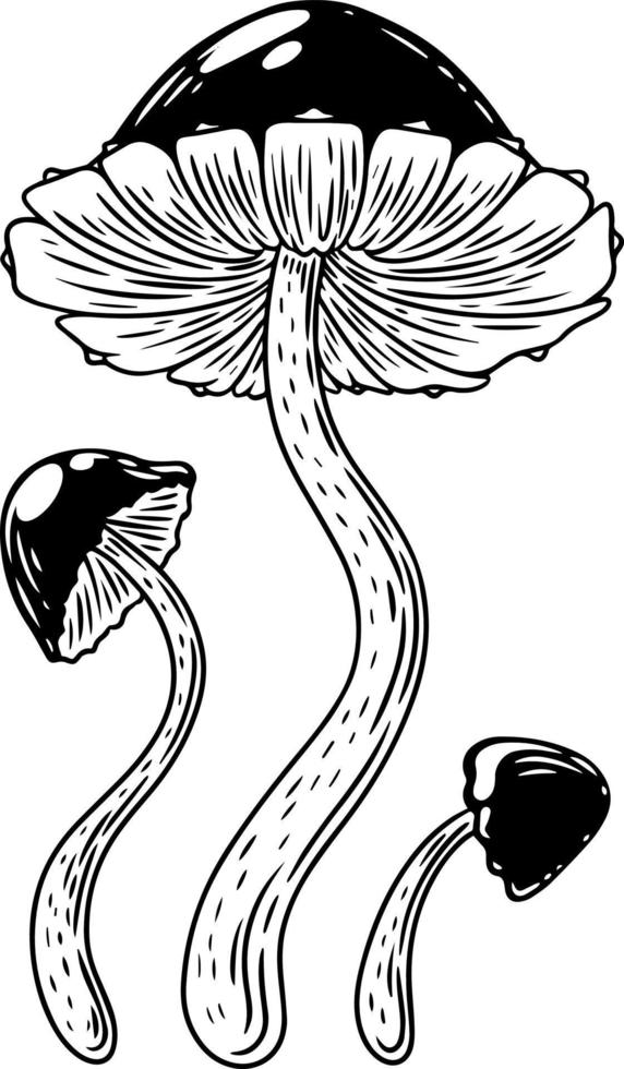 A set of black and white mushrooms. vector