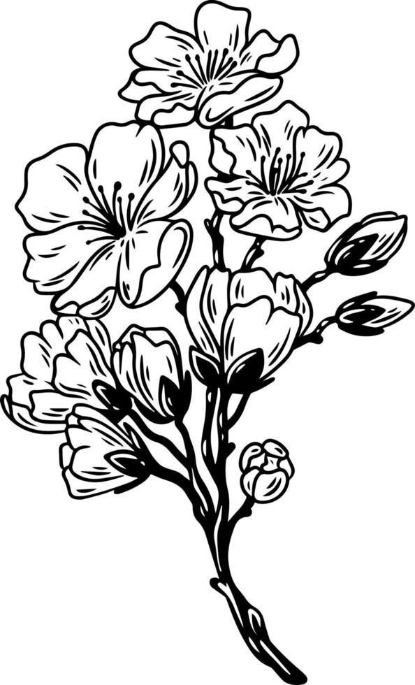 A blooming cherry branch. Linear illustration. vector