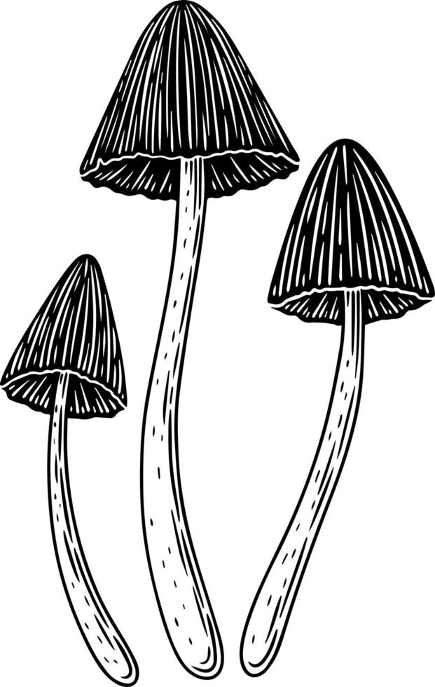 A set of black and white mushrooms. vector