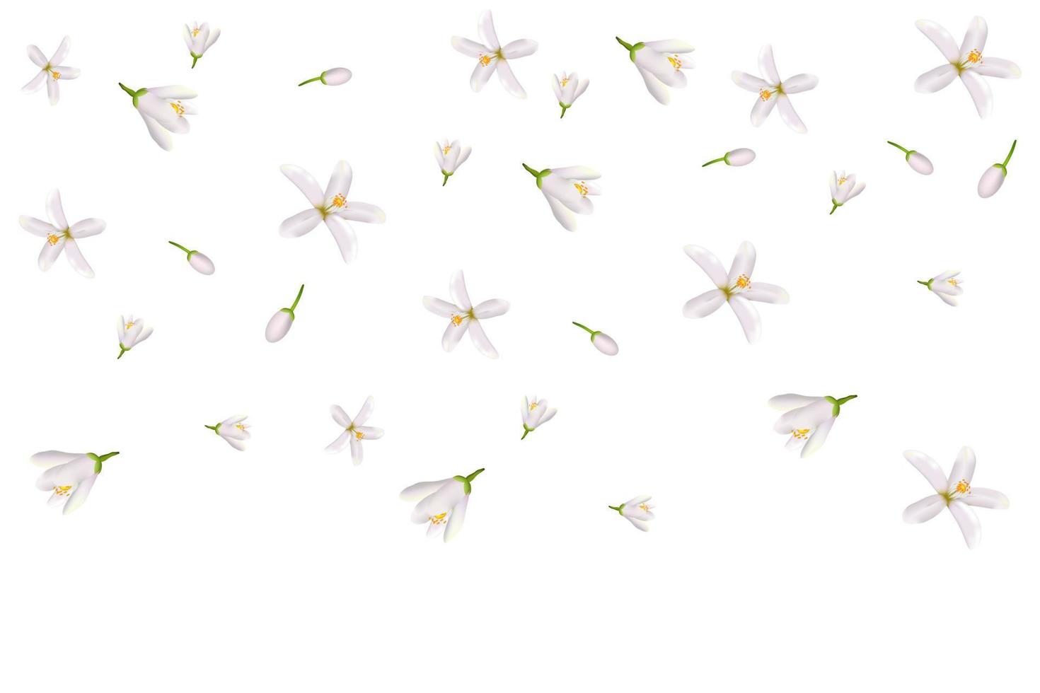 Neroli flowers and leaves vector