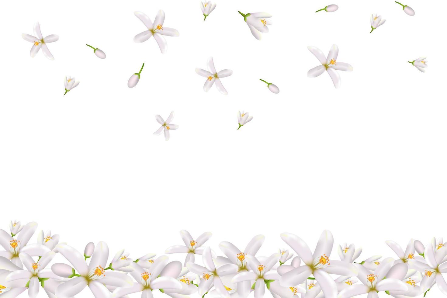 Neroli flowers and leaves vector