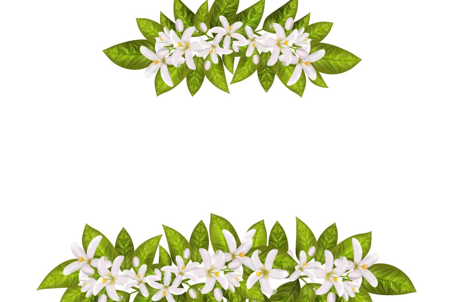 Leaves and flowers of neroli. vector