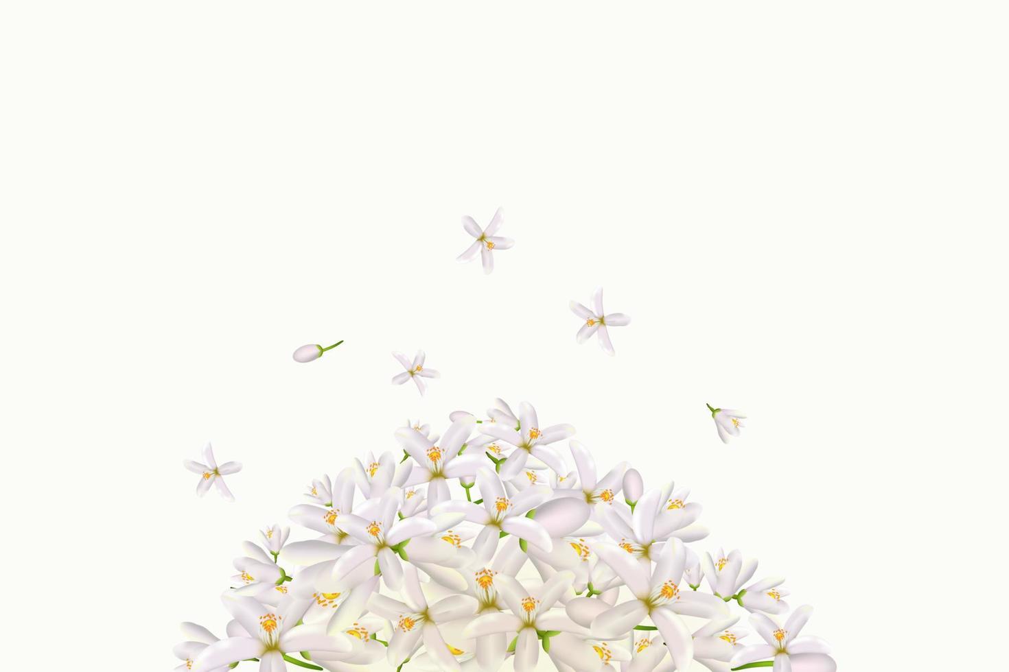 Neroli flowers and leaves vector