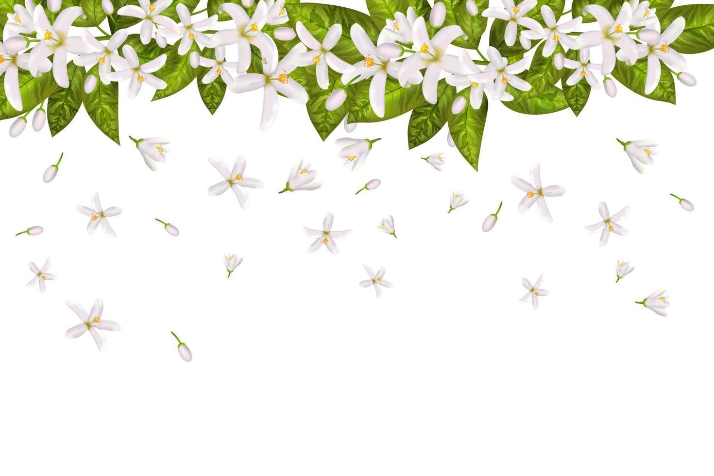 Neroli flowers and leaves vector