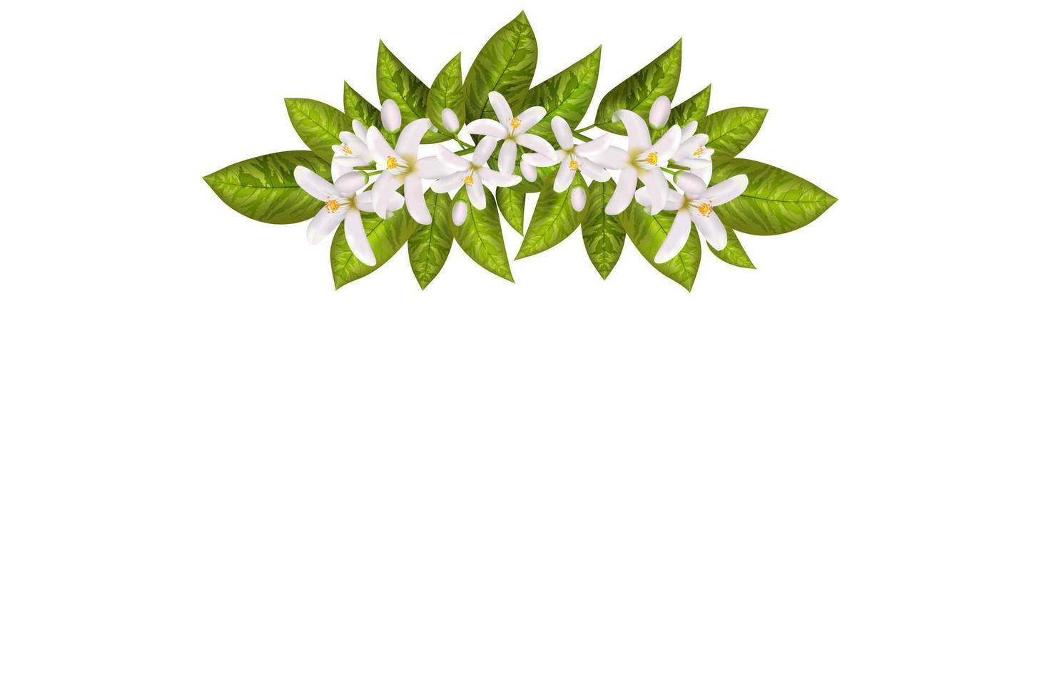 Leaves and flowers of neroli. vector