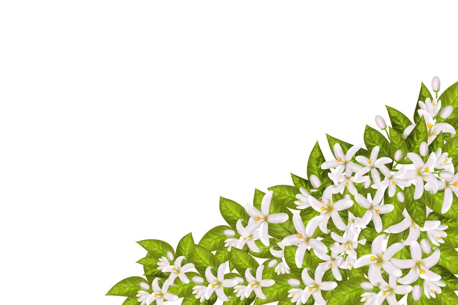 flores y hojas de neroli vector