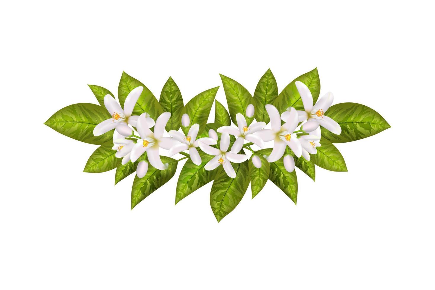 Leaves and flowers of neroli. vector