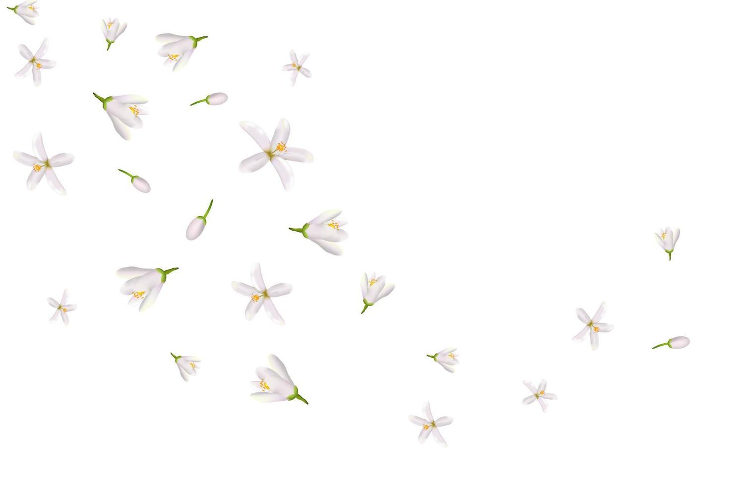 Neroli flowers and leaves vector