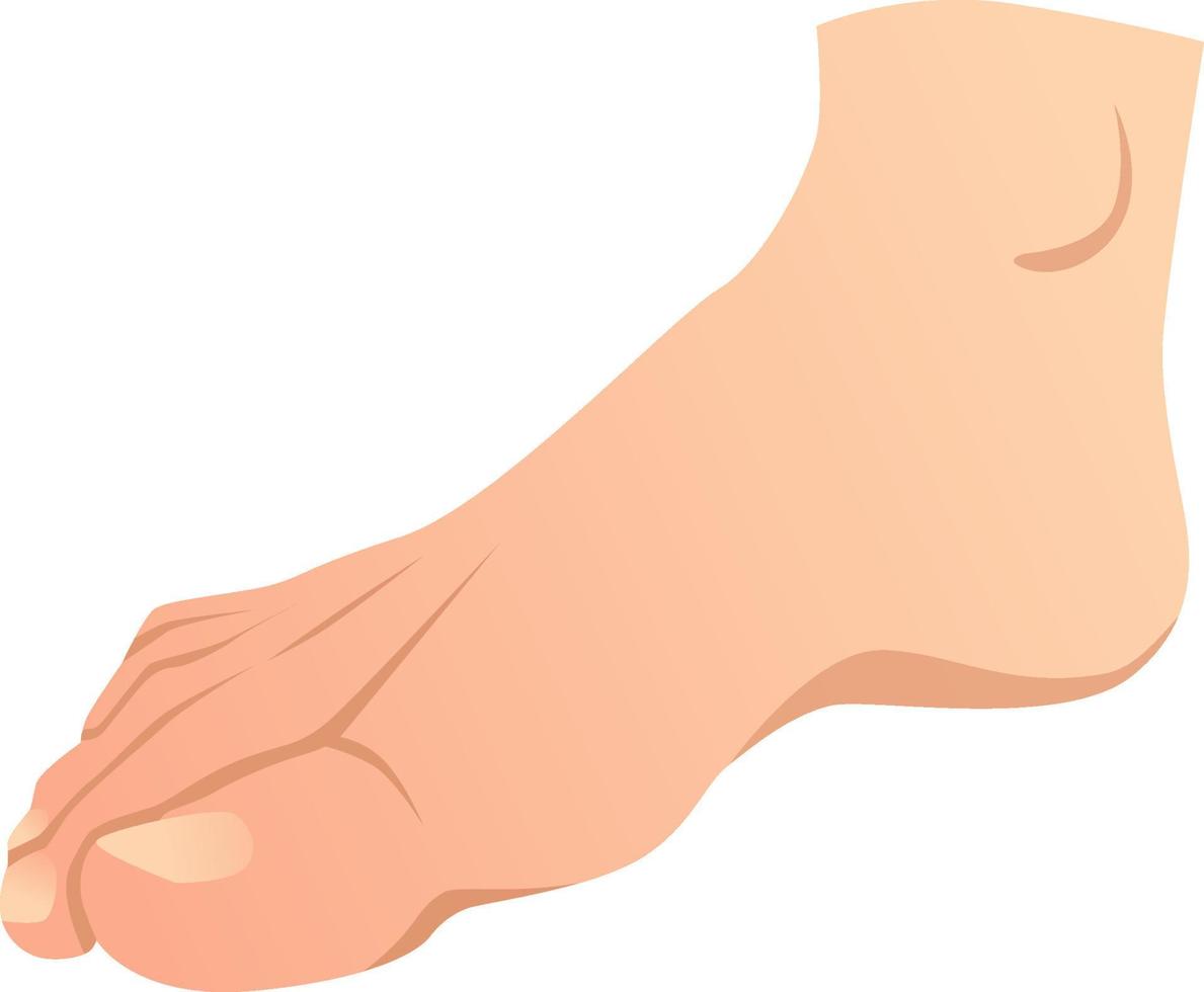 realistic human foot vector