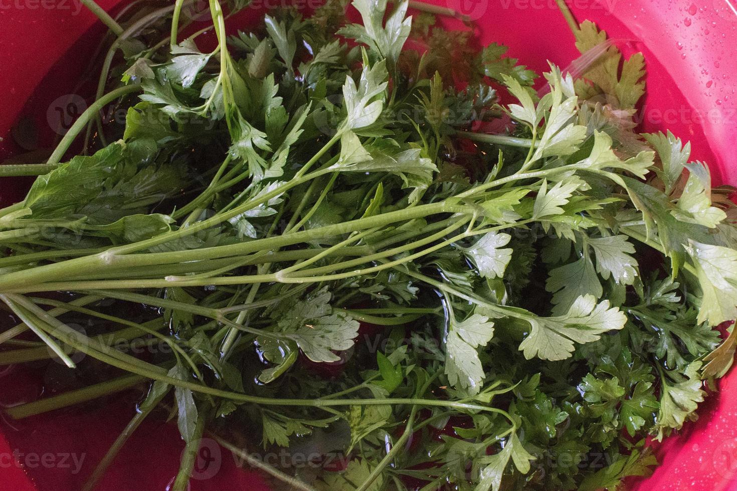 fresh cut parsley being washed in bowl of water photo