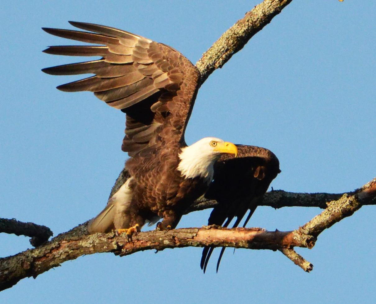 águila calva americana en el sol de la mañana foto