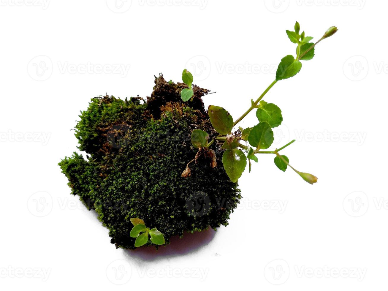 Green moss isolated on white background bright green moss photo