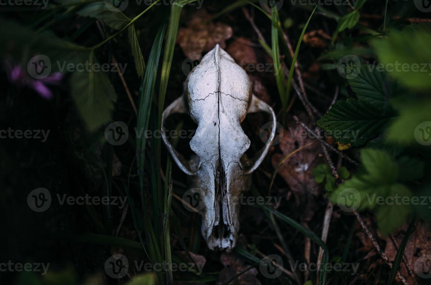 Old dog skull and in the enchanted forest. Dark, mysterious atmosphere. photo