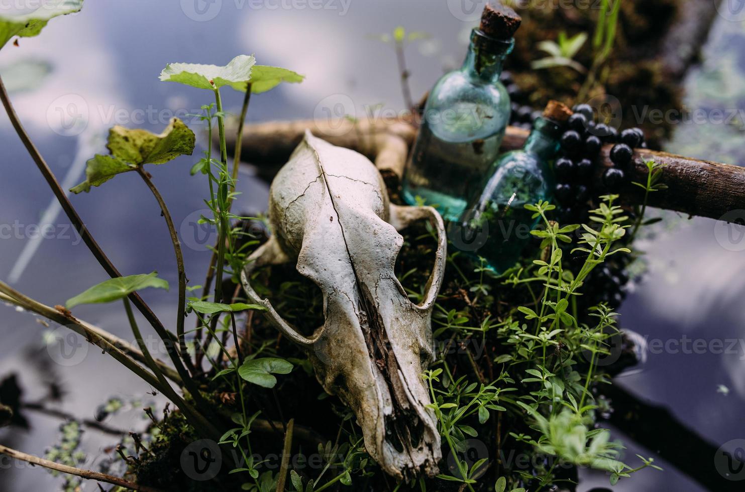 Old dog skull and in enchanted forest. Dark and mysterious atmosphere. photo