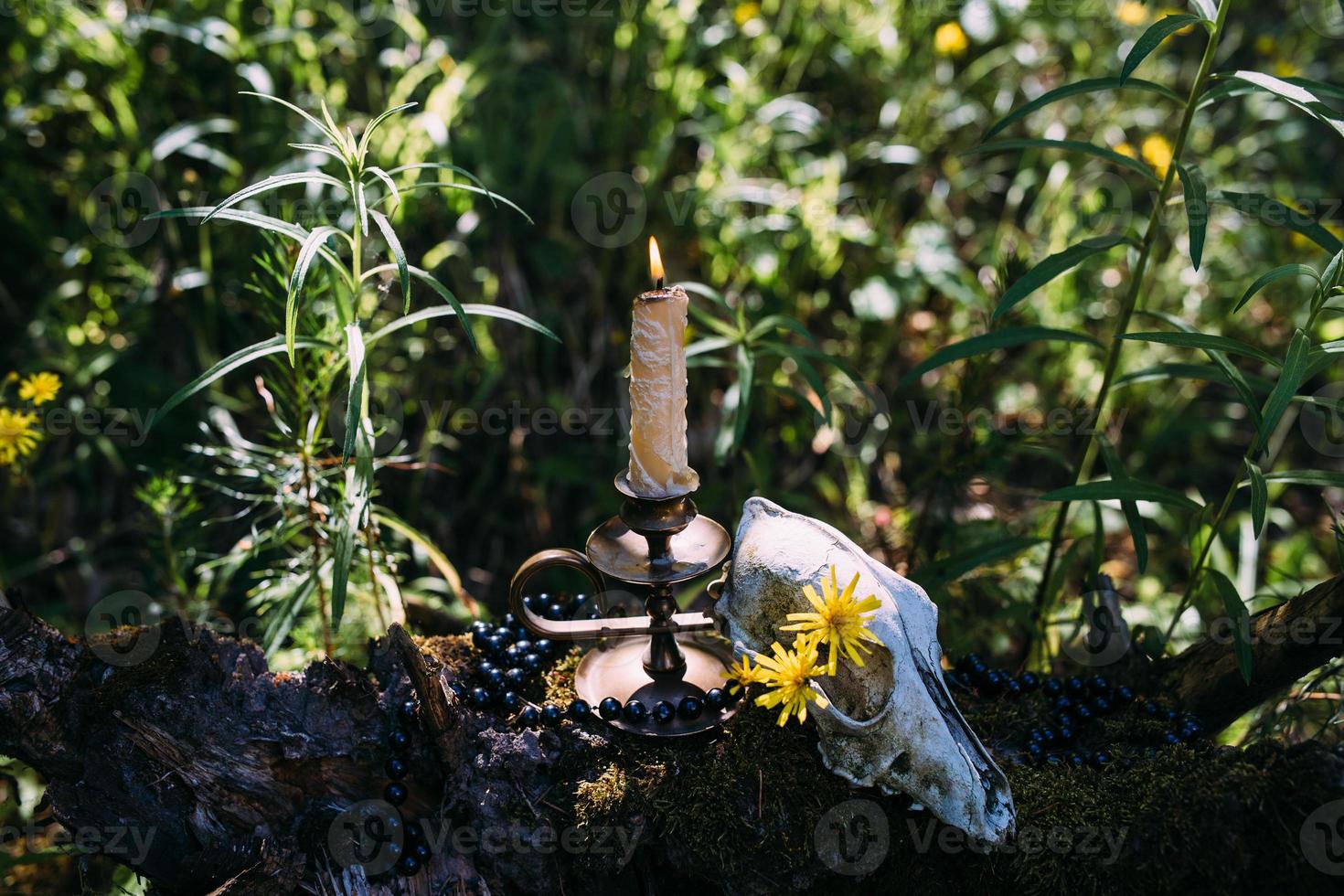 Burning candle and old scull in the enchanted forest. Occult, esoteric concept photo