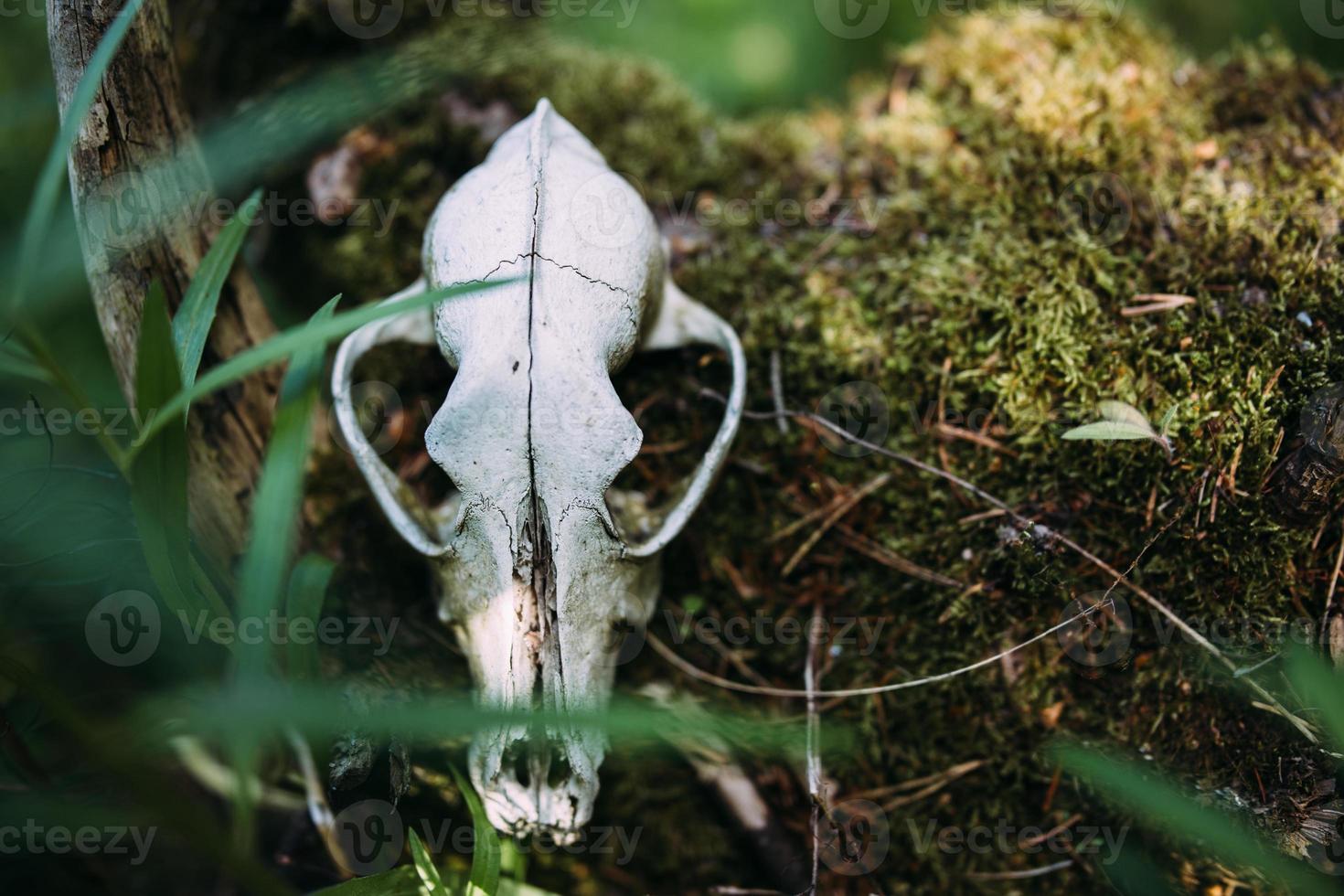 Old dog skull and in the enchanted forest. Dark, mysterious atmosphere. photo