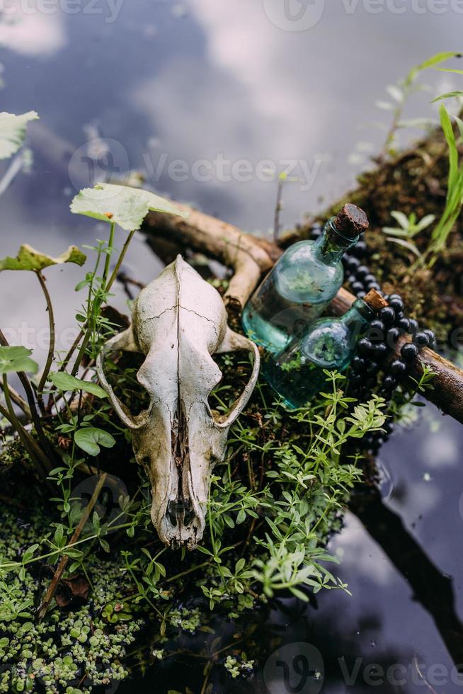 Old dog skull and in enchanted forest. Dark and mysterious atmosphere. photo