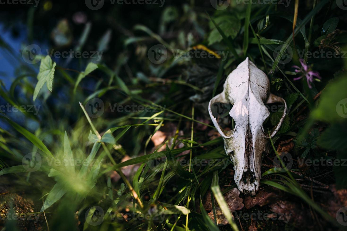 Old dog skull and in the enchanted forest. Dark, mysterious atmosphere. photo