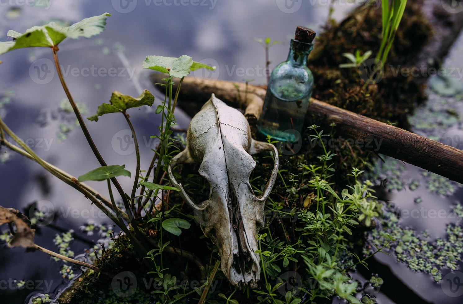 Old dog skull and in enchanted forest. Dark and mysterious atmosphere. photo