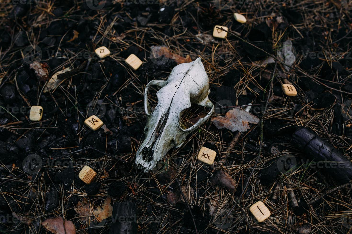 Burning candle and old scull in enchanted forest. Occult, esoteric concept. photo