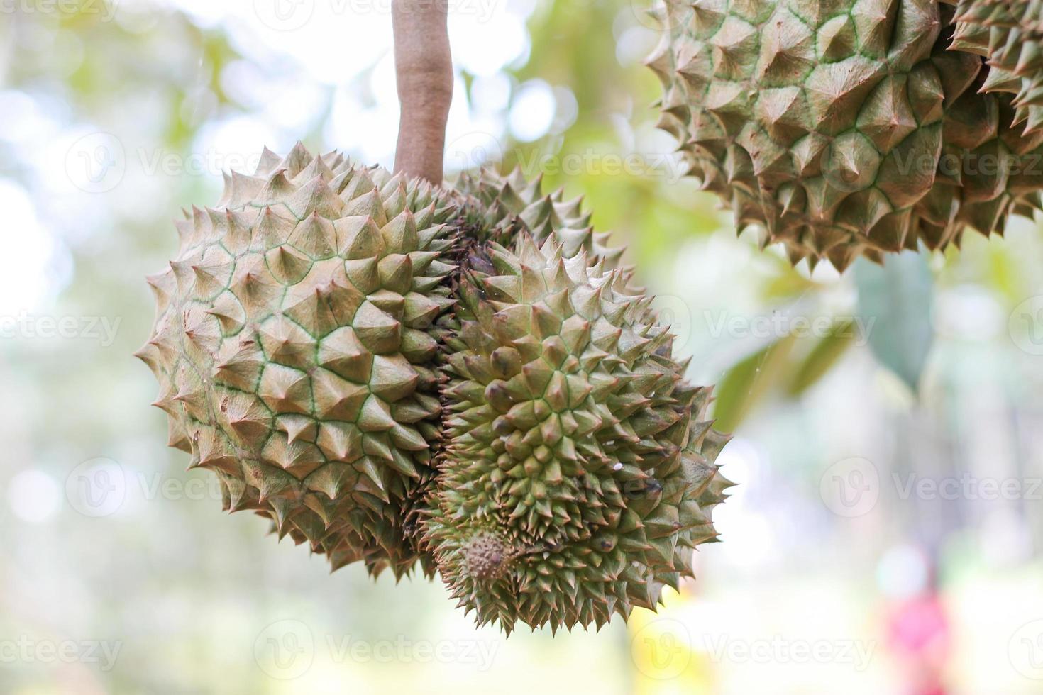 durians on the durian tree in an organic durian orchard. photo