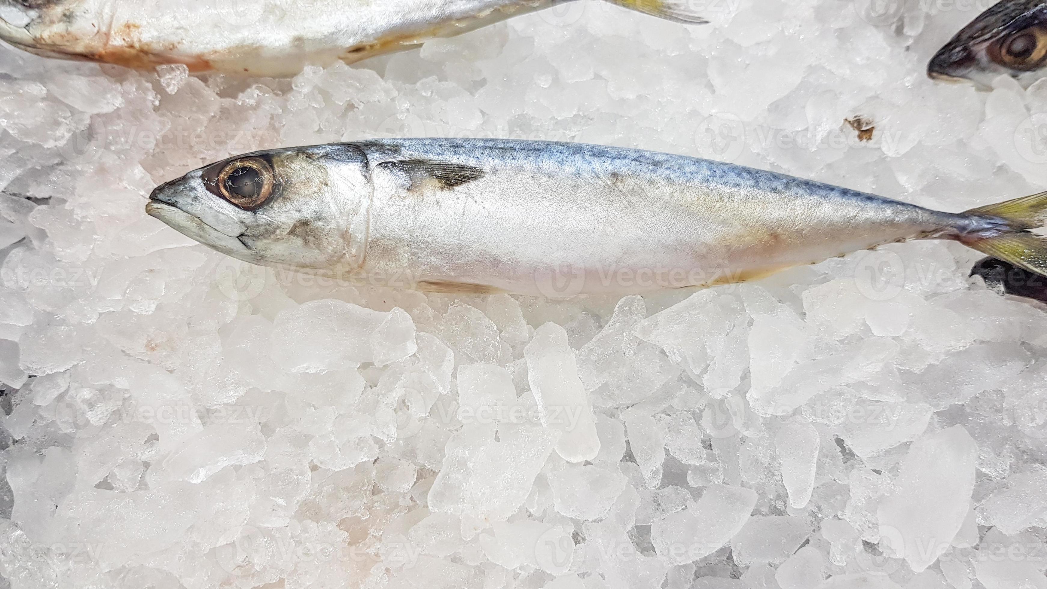 Sardines frozen in ice to keep them fresh for sale to customers in a
