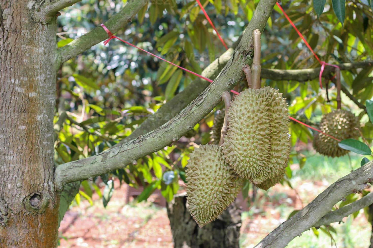 durians on the durian tree in an organic durian orchard. photo
