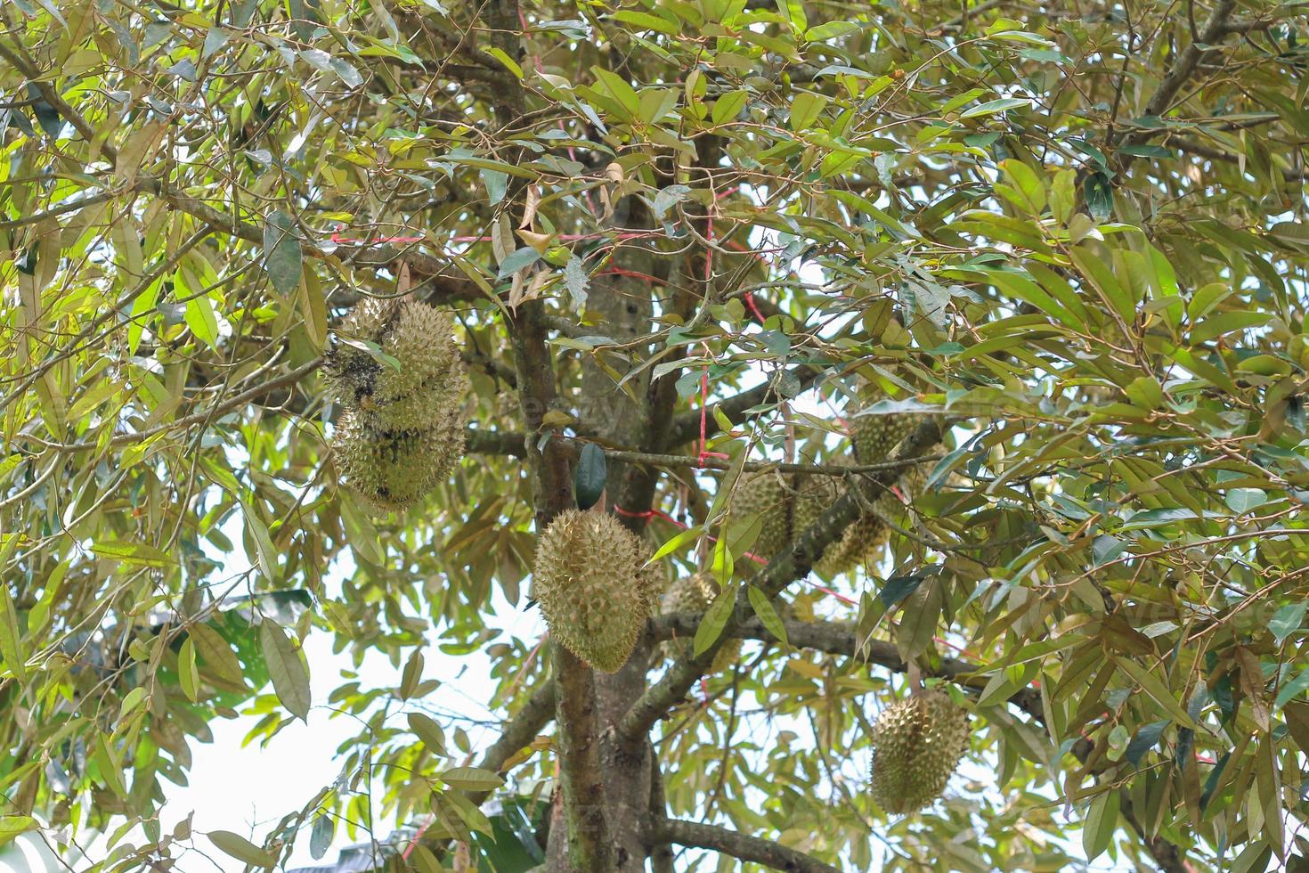 durians on the durian tree in an organic durian orchard. photo