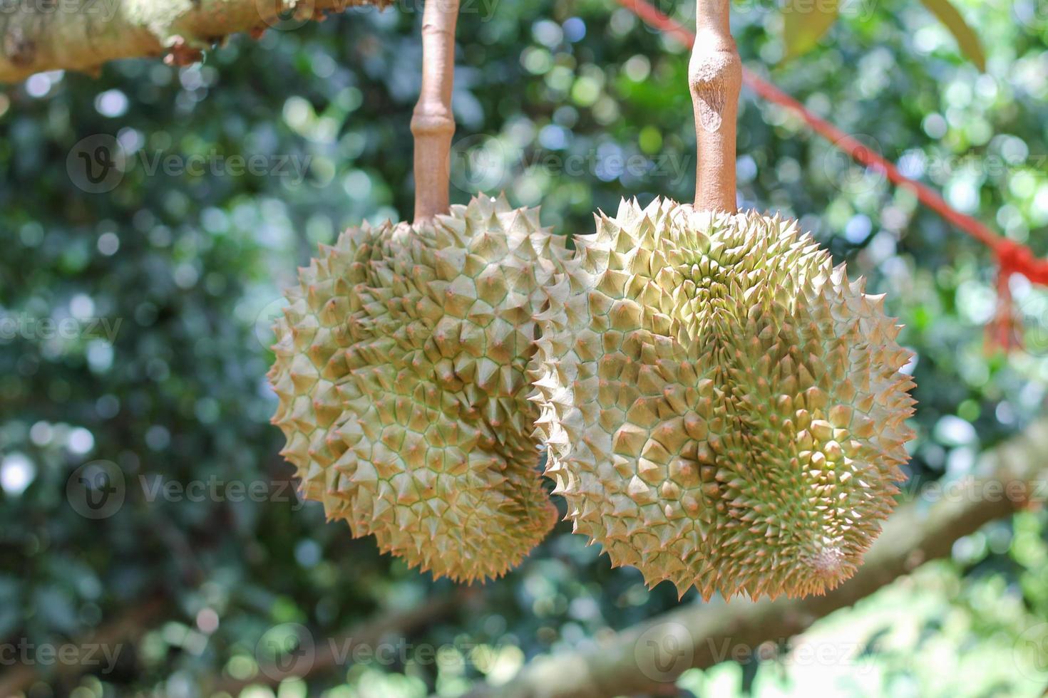 durians on the durian tree in an organic durian orchard. photo