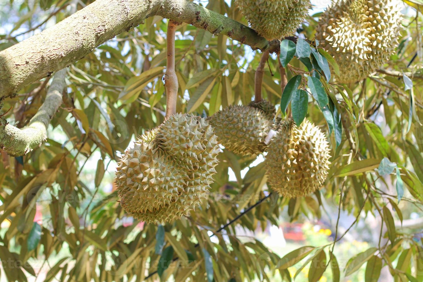 durians on the durian tree in an organic durian orchard. photo