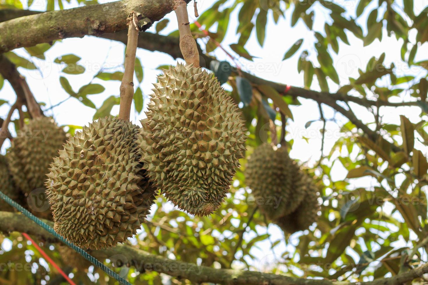 durians on the durian tree in an organic durian orchard. photo